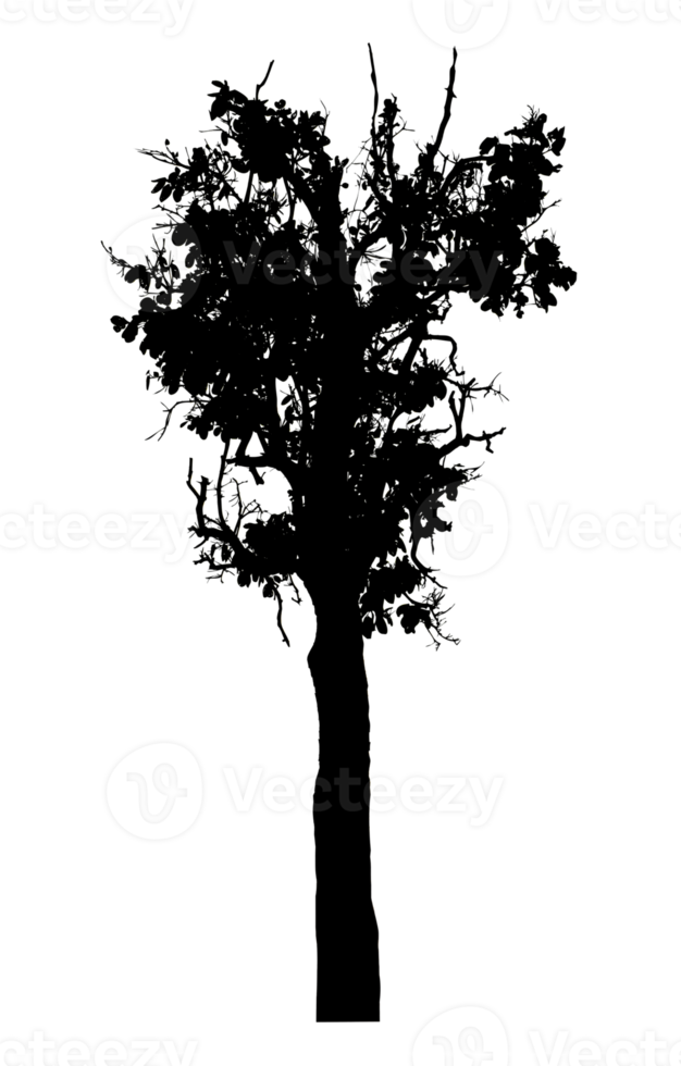 Realistic tree silhouette isolated on transparent background with clipping path and alpha channel png