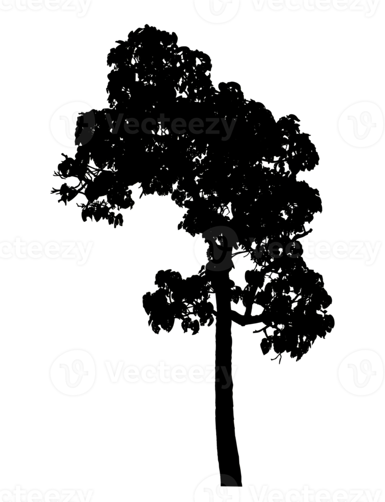 Realistic tree silhouette isolated on transparent background with clipping path and alpha channel png