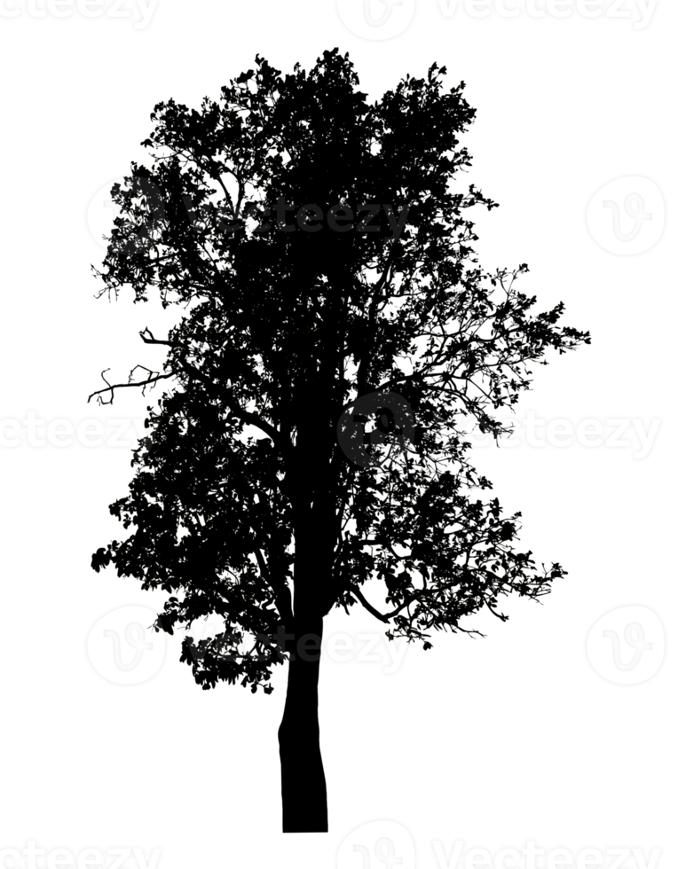 Realistic tree silhouette isolated on transparent background with clipping path and alpha channel png