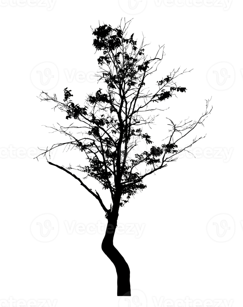 Realistic tree silhouette isolated on transparent background with clipping path and alpha channel png
