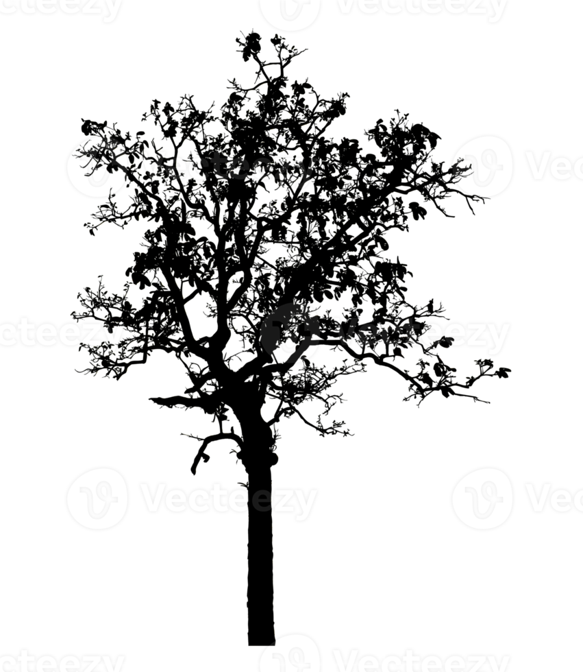 Realistic tree silhouette isolated on transparent background with clipping path and alpha channel png
