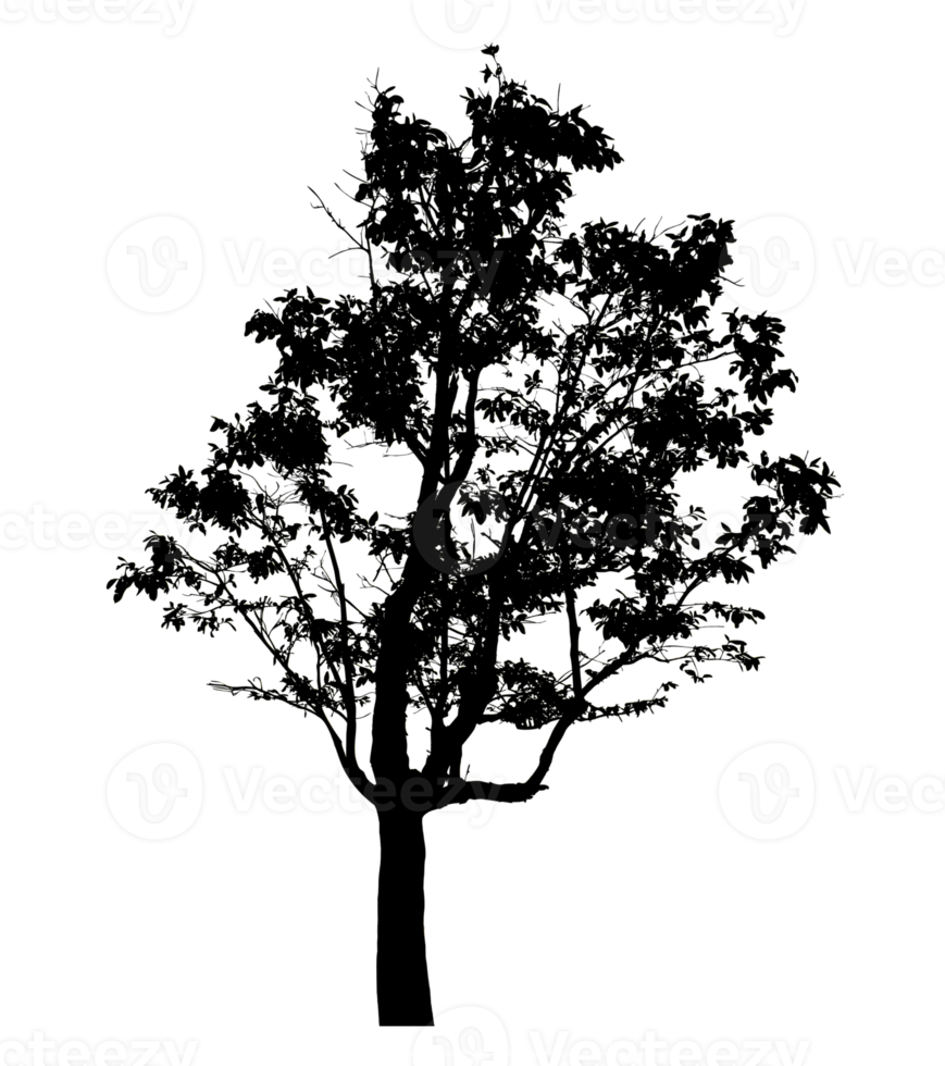 Realistic tree silhouette isolated on transparent background with clipping path and alpha channel png