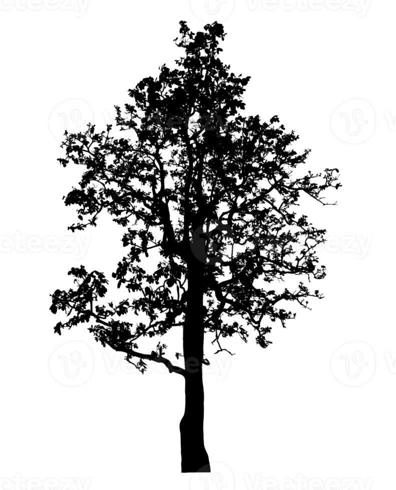 Realistic tree silhouette isolated on transparent background with clipping path and alpha channel png