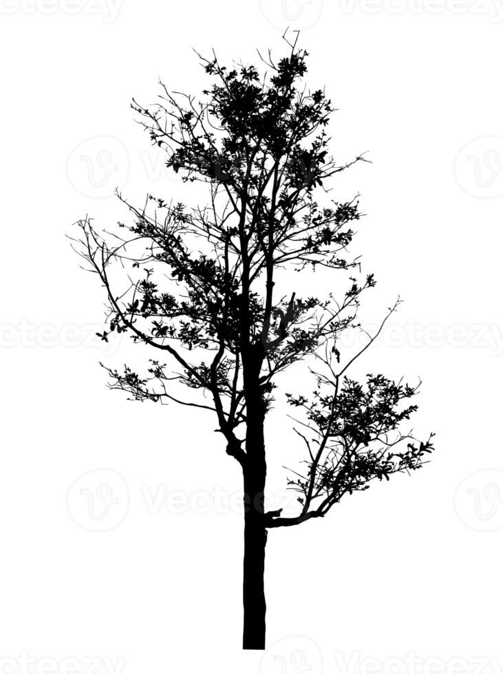 Realistic tree silhouette isolated on transparent background with clipping path and alpha channel png