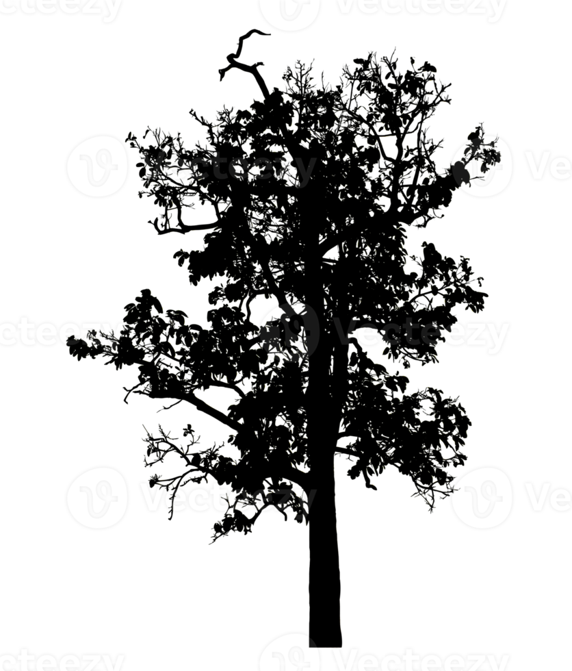 Realistic tree silhouette isolated on transparent background with clipping path and alpha channel png