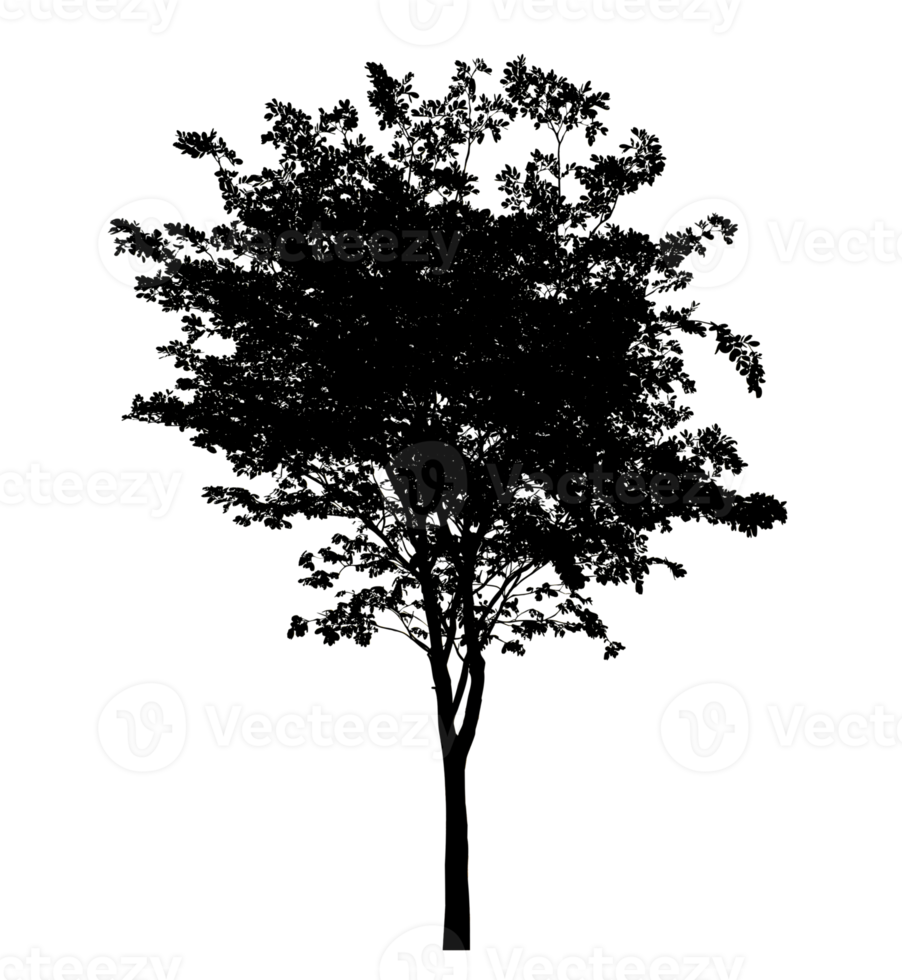 Realistic tree silhouette isolated on transparent background with clipping path and alpha channel png