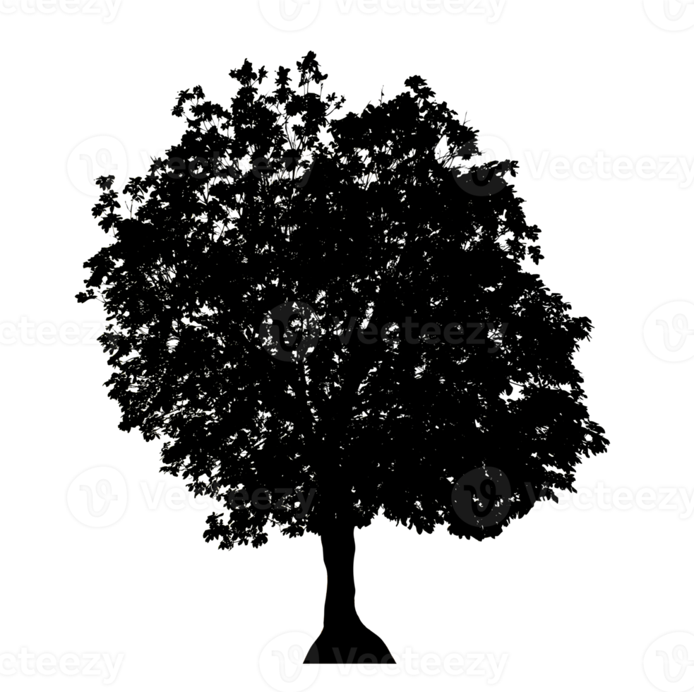 Realistic tree silhouette isolated on transparent background with clipping path and alpha channel png