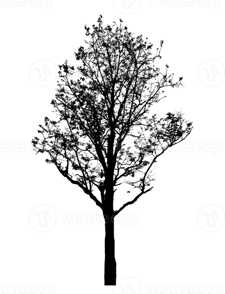 Realistic tree silhouette isolated on transparent background with clipping path and alpha channel png