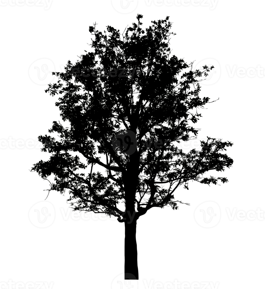 Realistic tree silhouette isolated on transparent background with clipping path and alpha channel png