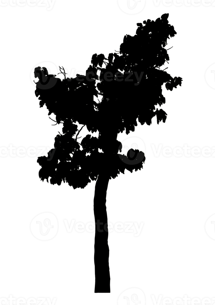 Realistic tree silhouette isolated on transparent background with clipping path and alpha channel png