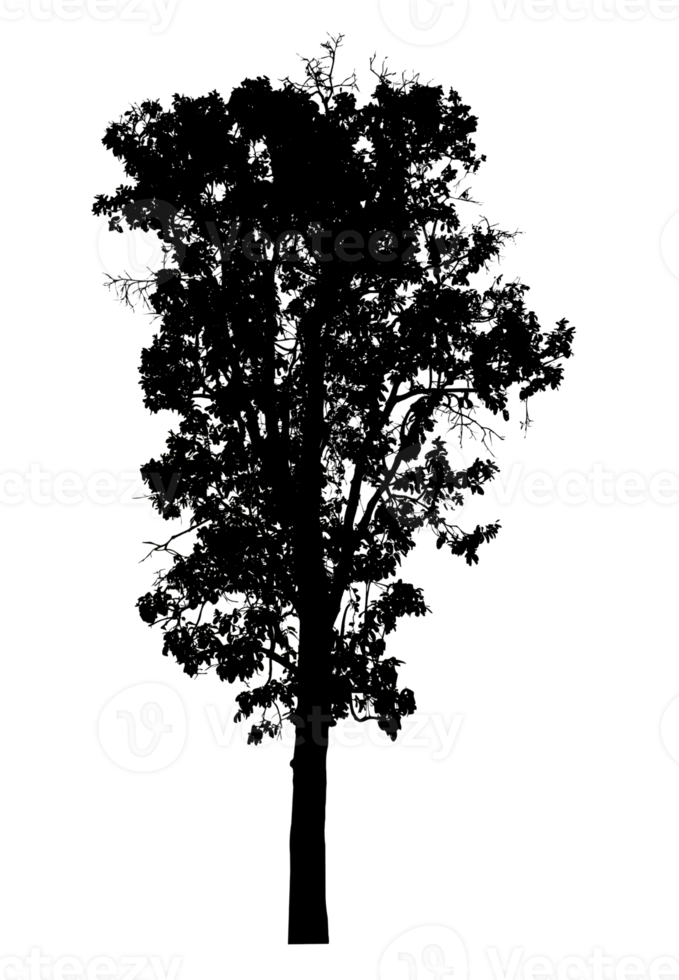 Realistic tree silhouette isolated on transparent background with clipping path and alpha channel png