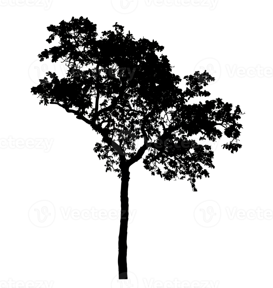 Realistic tree silhouette isolated on transparent background with clipping path and alpha channel png