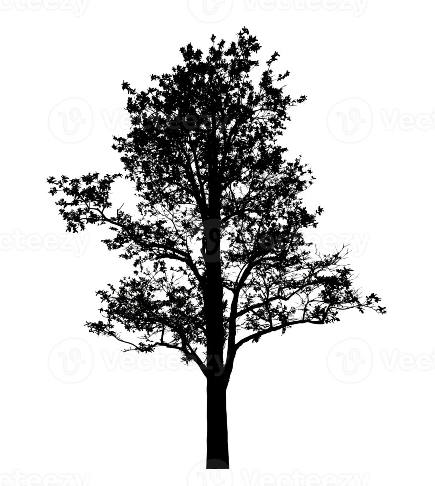 Realistic tree silhouette isolated on transparent background with clipping path and alpha channel png