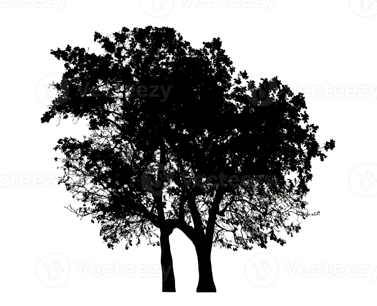 Realistic tree silhouette isolated on transparent background with clipping path and alpha channel png