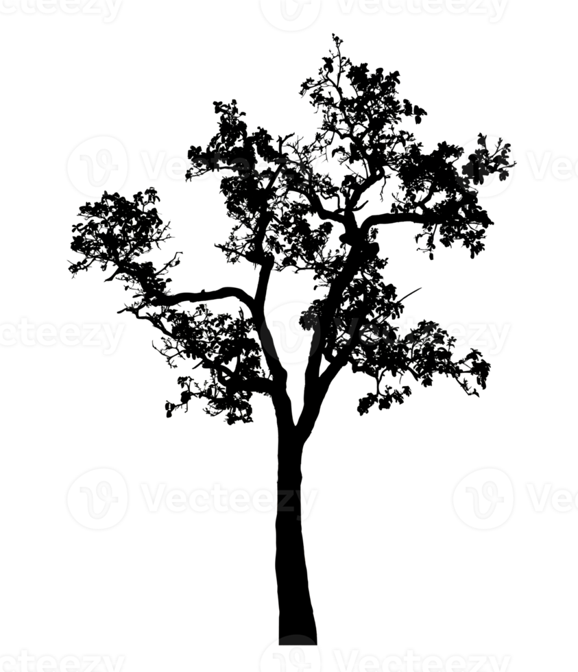 Realistic tree silhouette isolated on transparent background with clipping path and alpha channel png