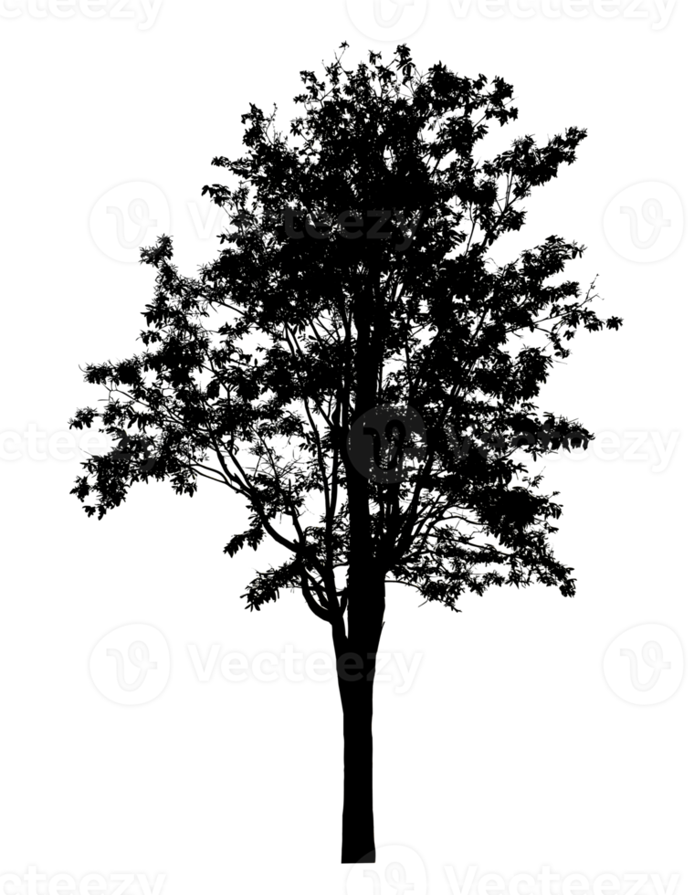 Realistic tree silhouette isolated on transparent background with clipping path and alpha channel png