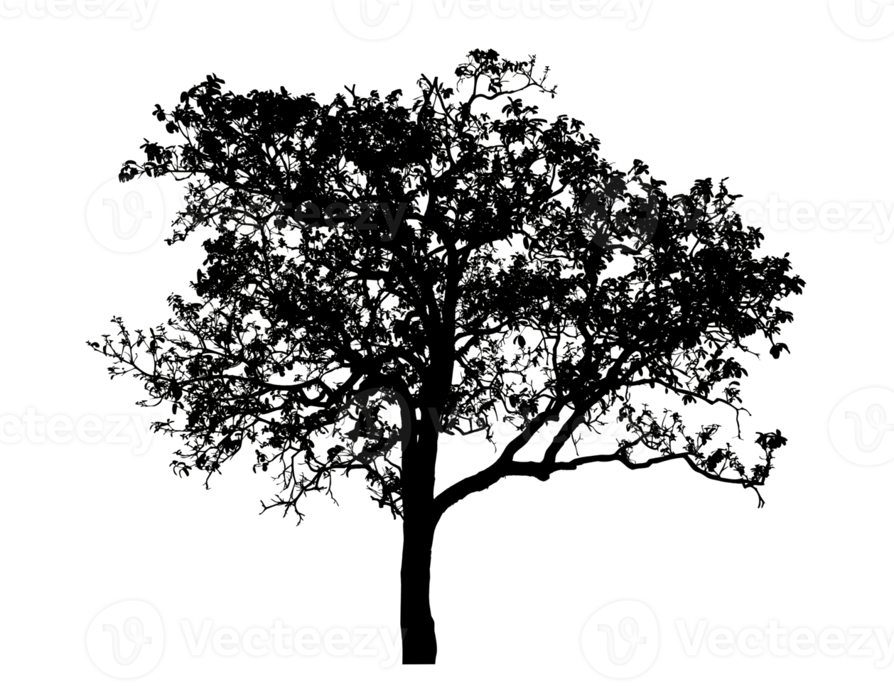 Realistic tree silhouette isolated on transparent background with clipping path and alpha channel png