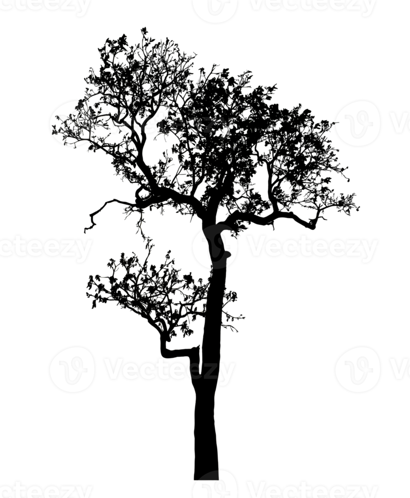 Realistic tree silhouette isolated on transparent background with clipping path and alpha channel png
