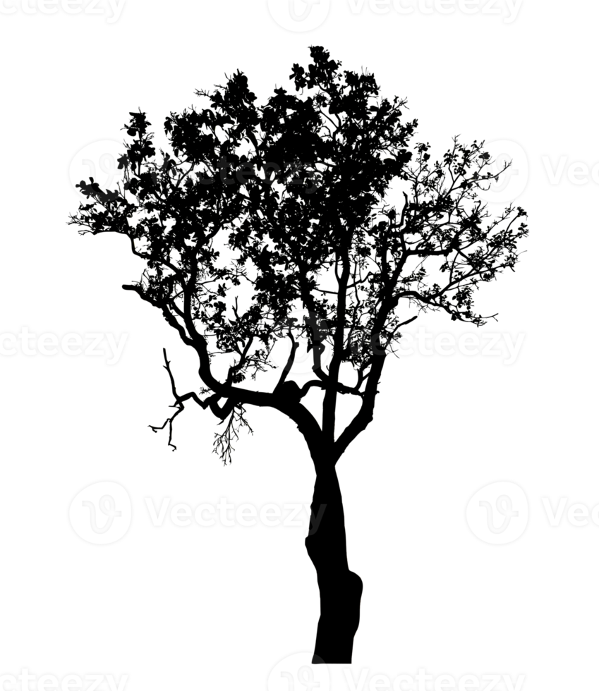 Realistic tree silhouette isolated on transparent background with clipping path and alpha channel png
