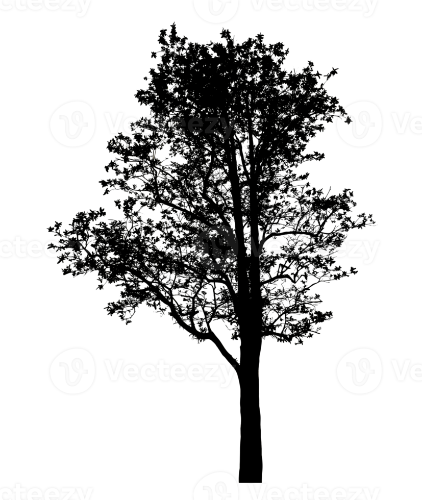 Realistic tree silhouette isolated on transparent background with clipping path and alpha channel png