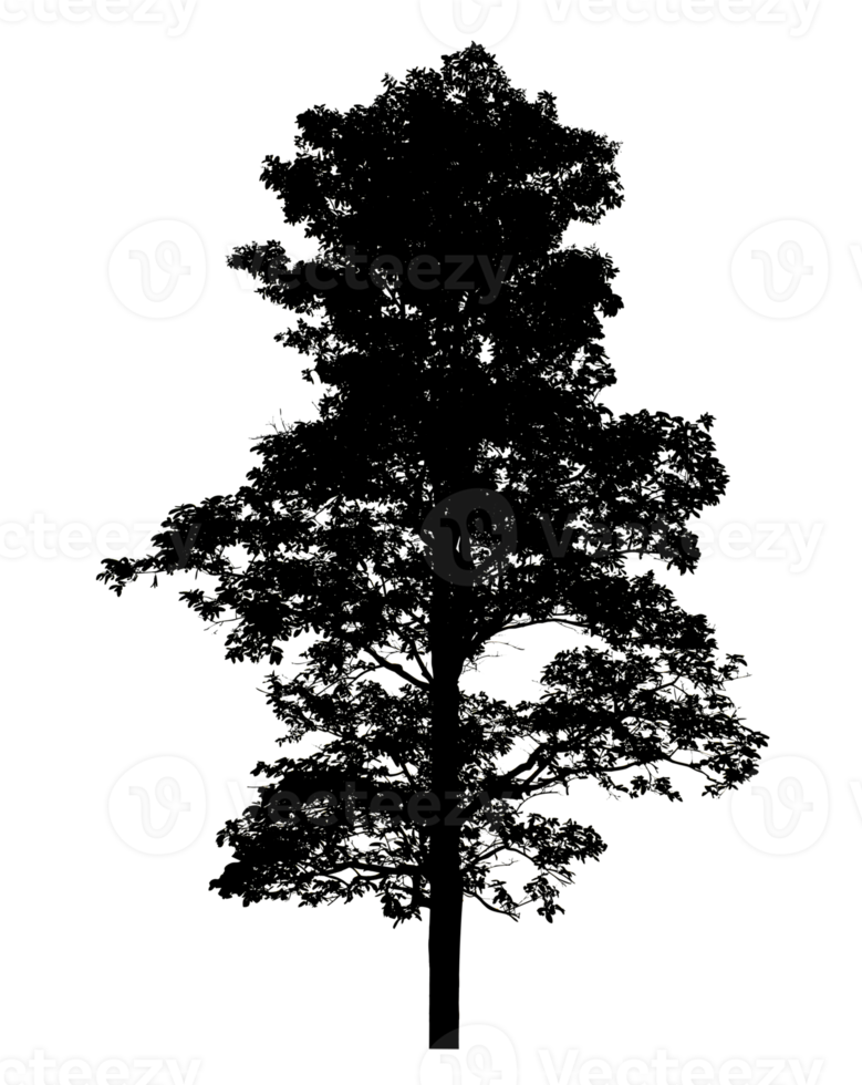 Realistic tree silhouette isolated on transparent background with clipping path and alpha channel png