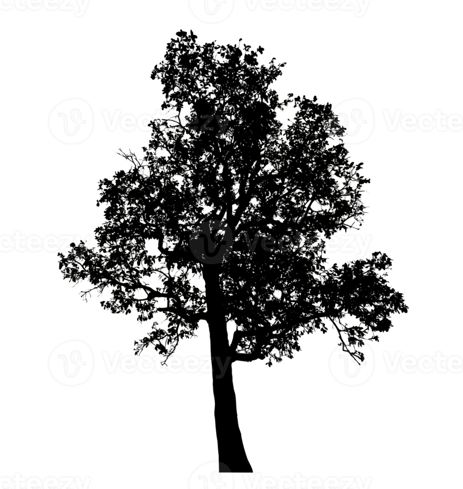 Realistic tree silhouette isolated on transparent background with clipping path and alpha channel png
