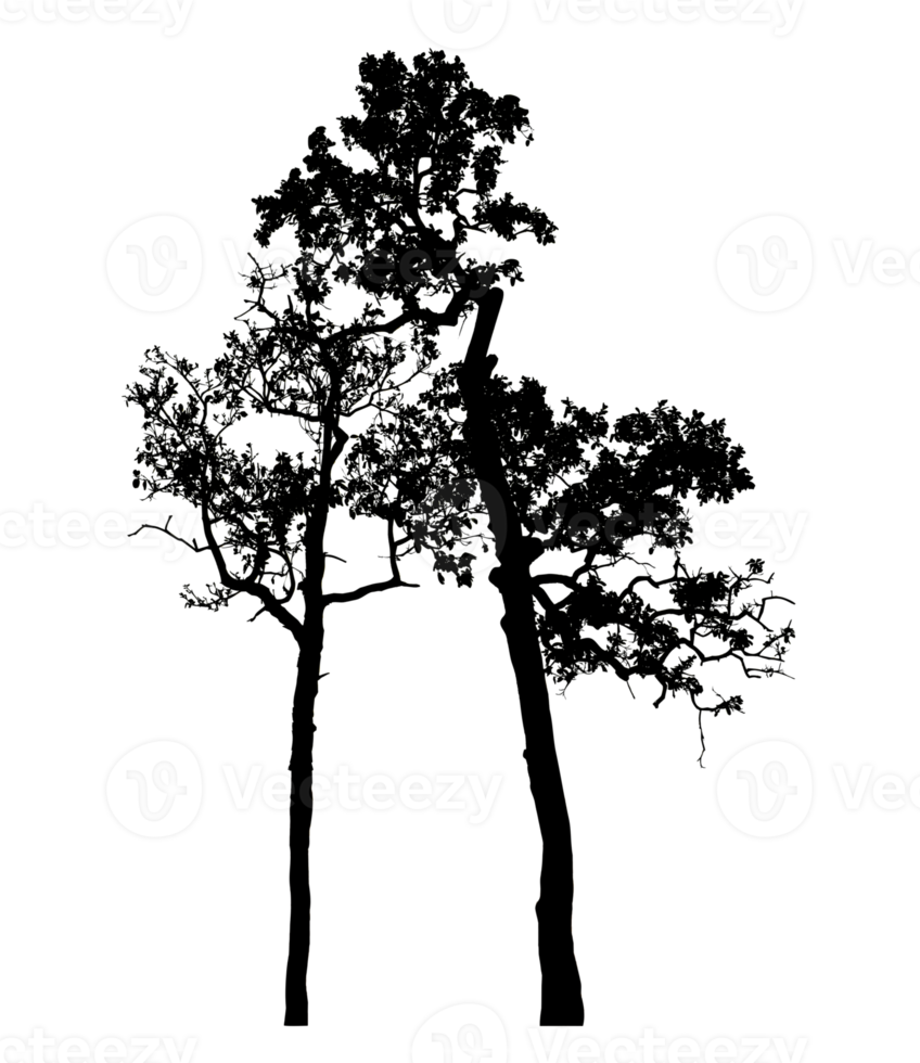 Realistic tree silhouette isolated on transparent background with clipping path and alpha channel png