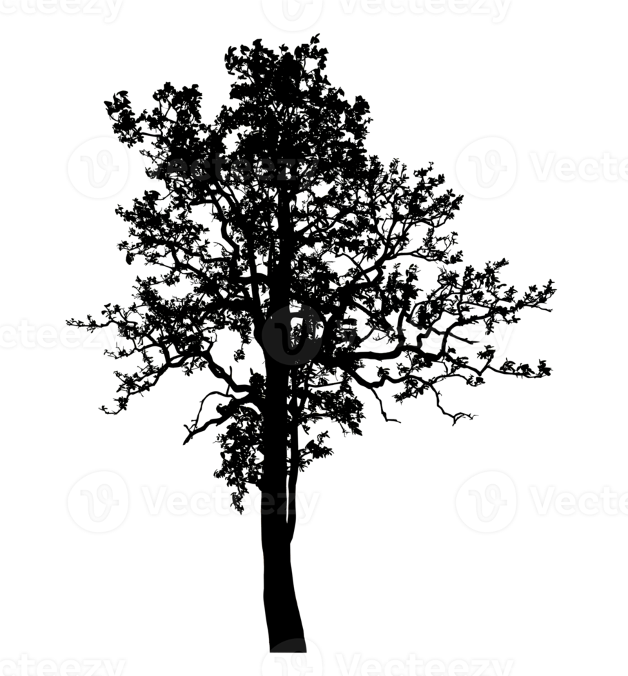 Realistic tree silhouette isolated on transparent background with clipping path and alpha channel png