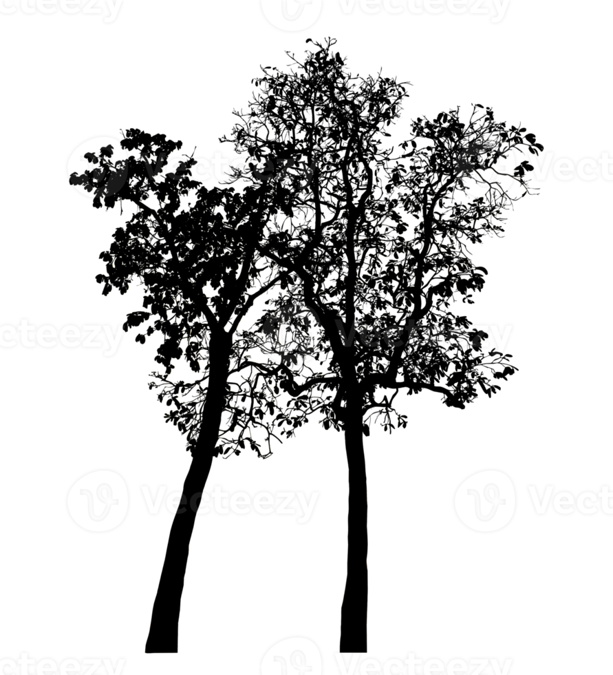 Realistic tree silhouette isolated on transparent background with clipping path and alpha channel png