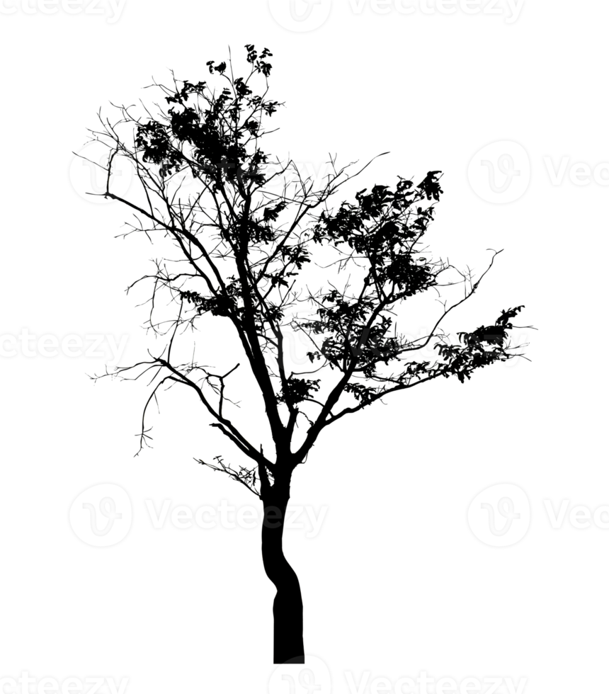 Realistic tree silhouette isolated on transparent background with clipping path and alpha channel png