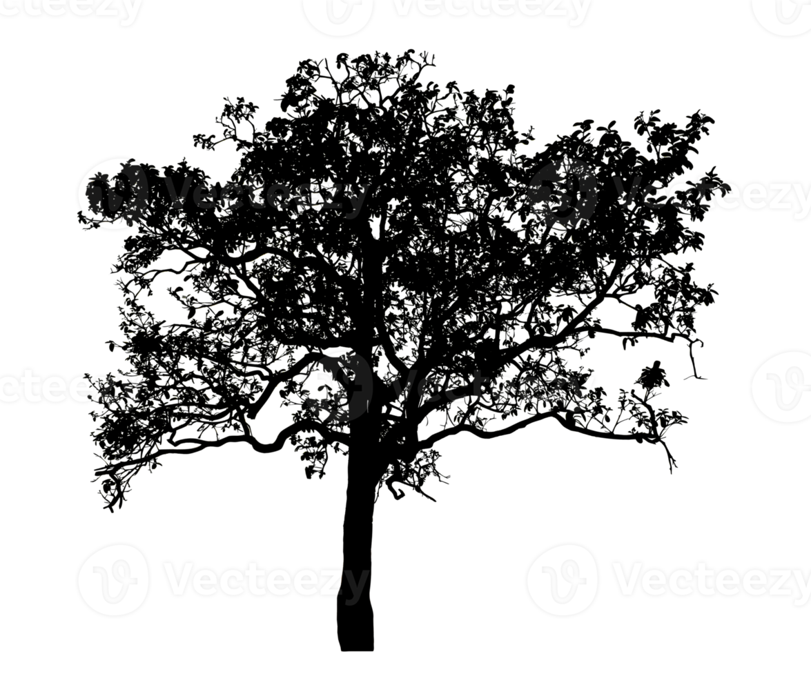 Realistic tree silhouette isolated on transparent background with clipping path and alpha channel png