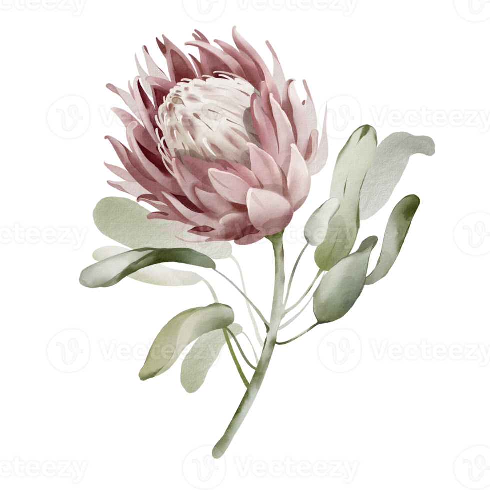 Watercolor illustration of a tropical flower. Protea close up hand drawn on an isolated background. Colorful wedding exotic flower. Australian botany poster. Plant element for postcard. png