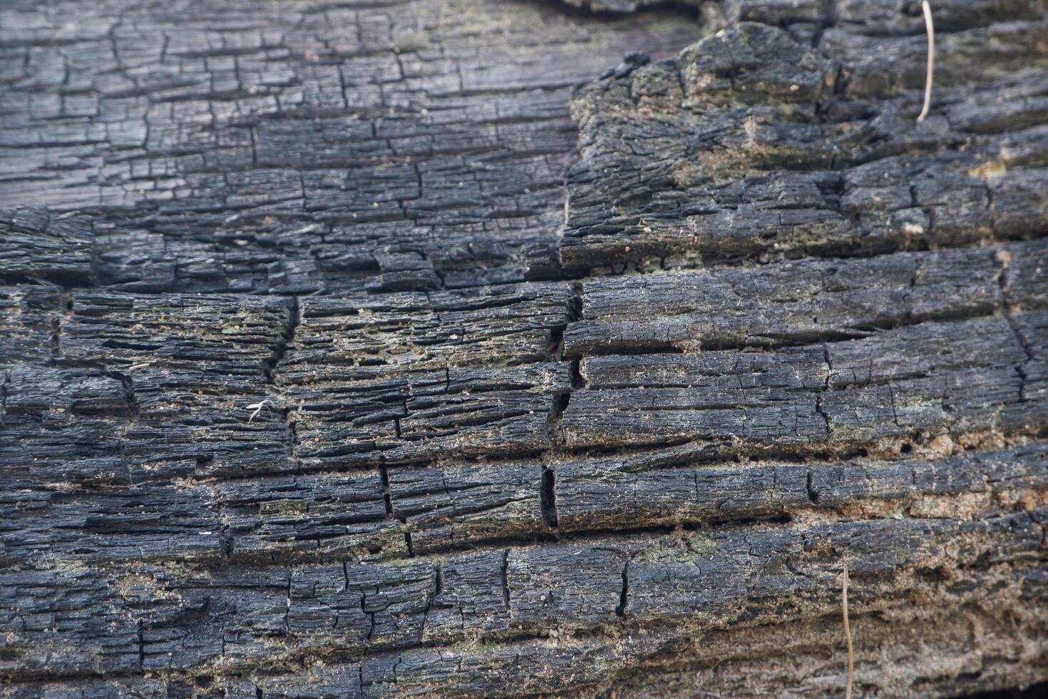 wood texture background burning and turning into wood charcoal. photo concept for forest burning, illegal logging causing climate change