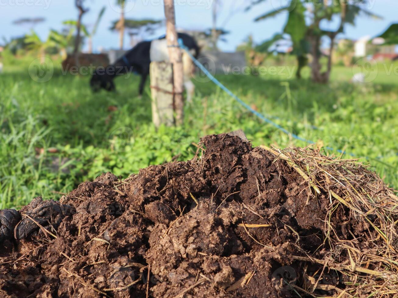 piles of animal waste that are used for natural compost photo