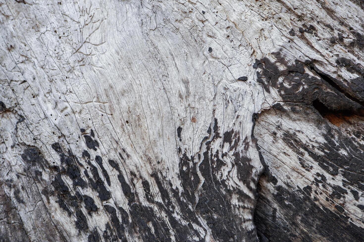 wood texture background burning and turning into wood charcoal. photo concept for forest burning, illegal logging causing climate change