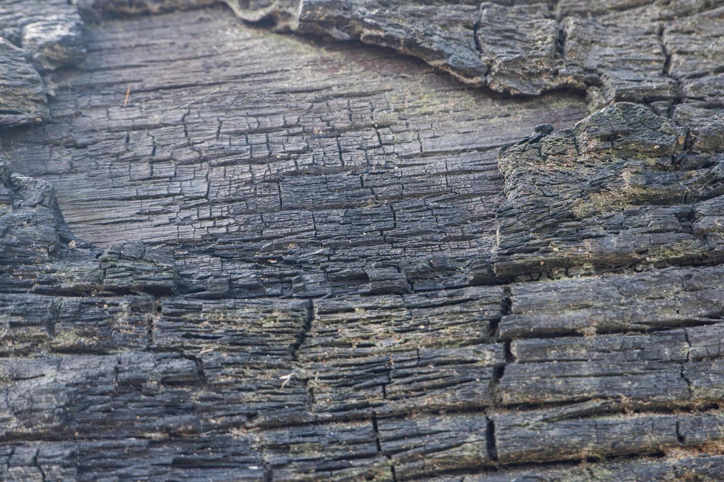 wood texture background burning and turning into wood charcoal. photo concept for forest burning, illegal logging causing climate change