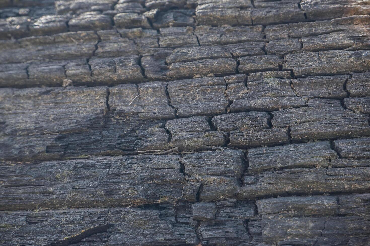 wood texture background burning and turning into wood charcoal. photo concept for forest burning, illegal logging causing climate change