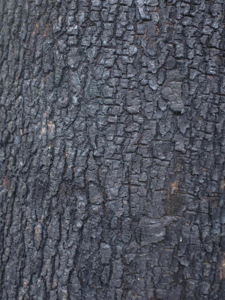 wood texture background burning and turning into wood charcoal. photo concept for forest burning, illegal logging causing climate change