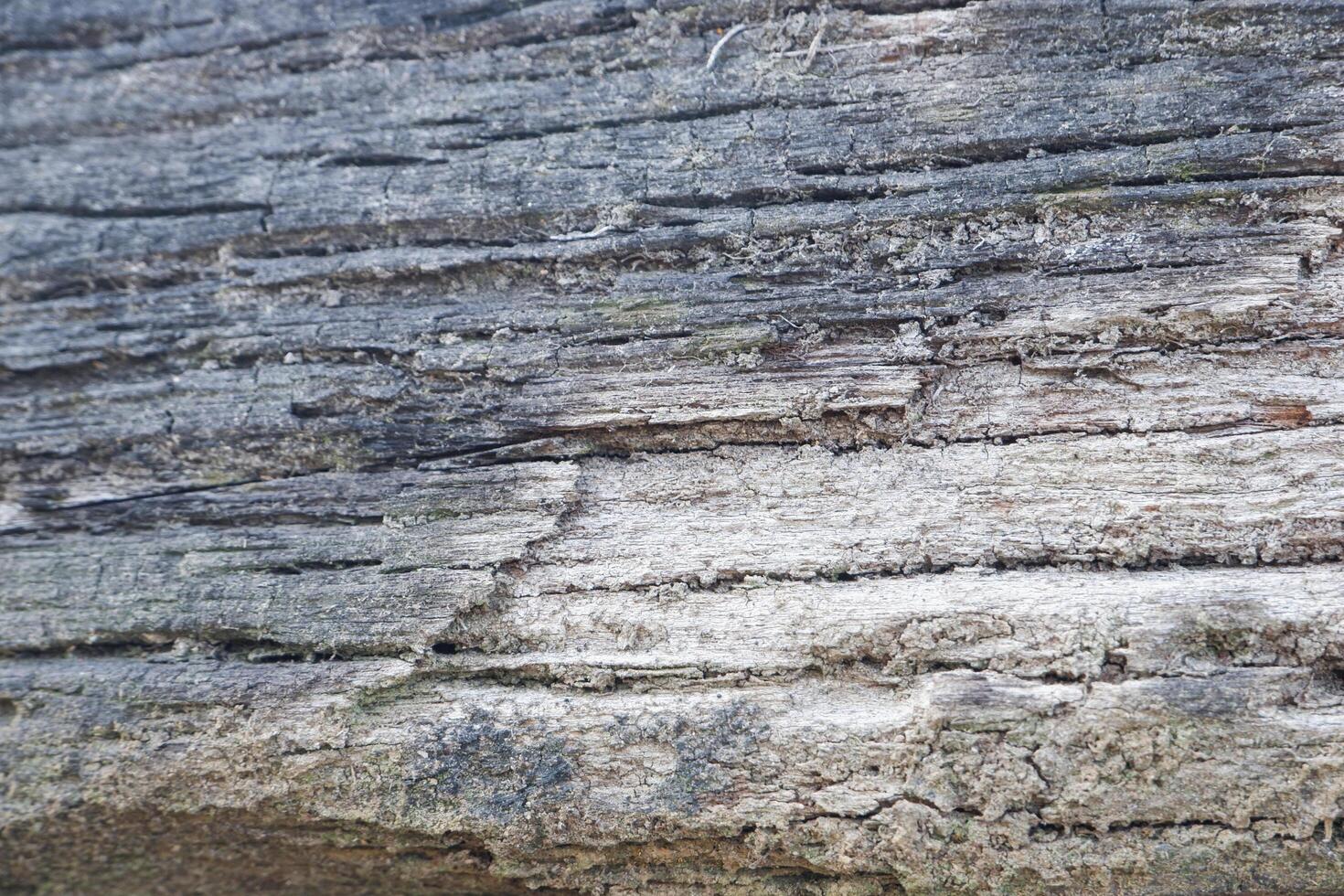 wood texture background burning and turning into wood charcoal. photo concept for forest burning, illegal logging causing climate change