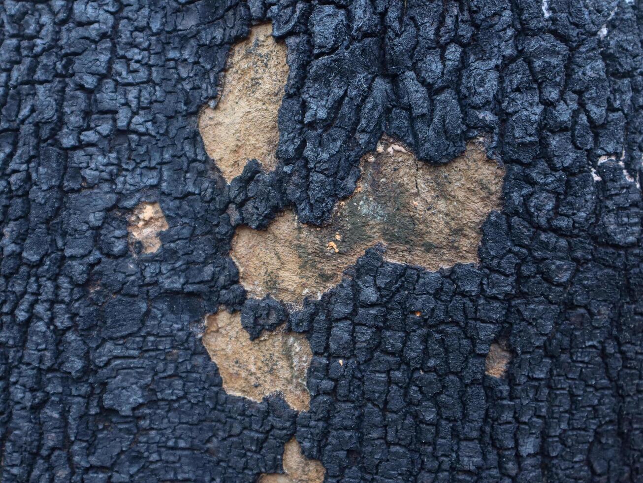 wood texture background burning and turning into wood charcoal. photo concept for forest burning, illegal logging causing climate change