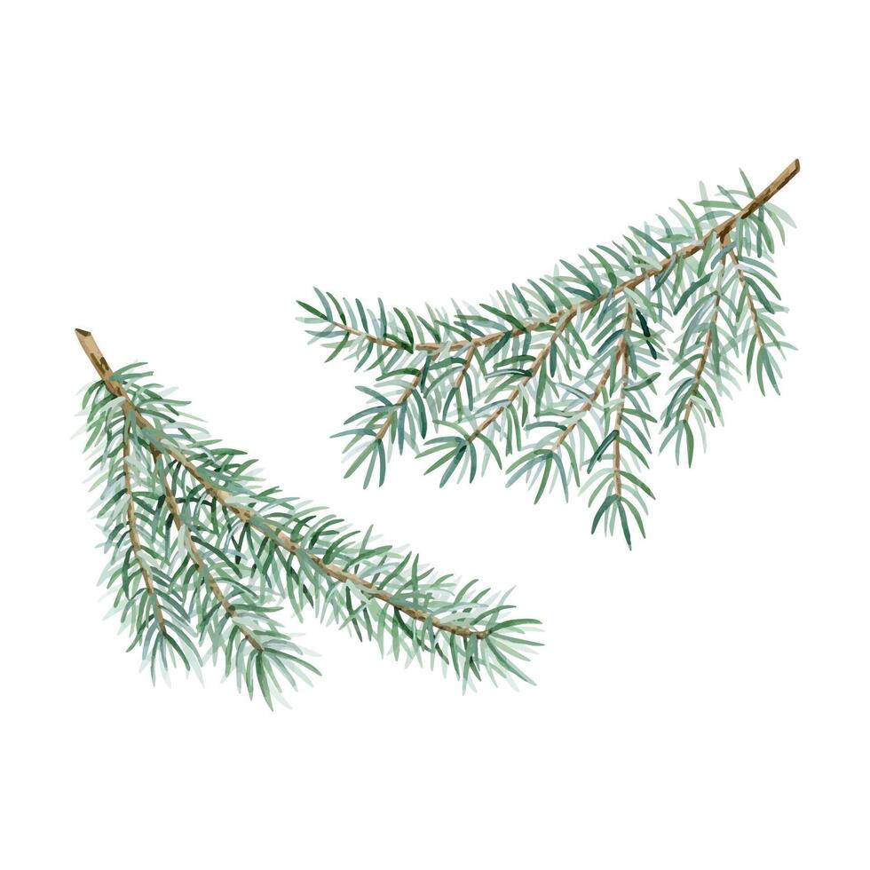 Christmas fir branches watercolor illustration set. Green spruce tree for winter holidays and New Year greeting card vector