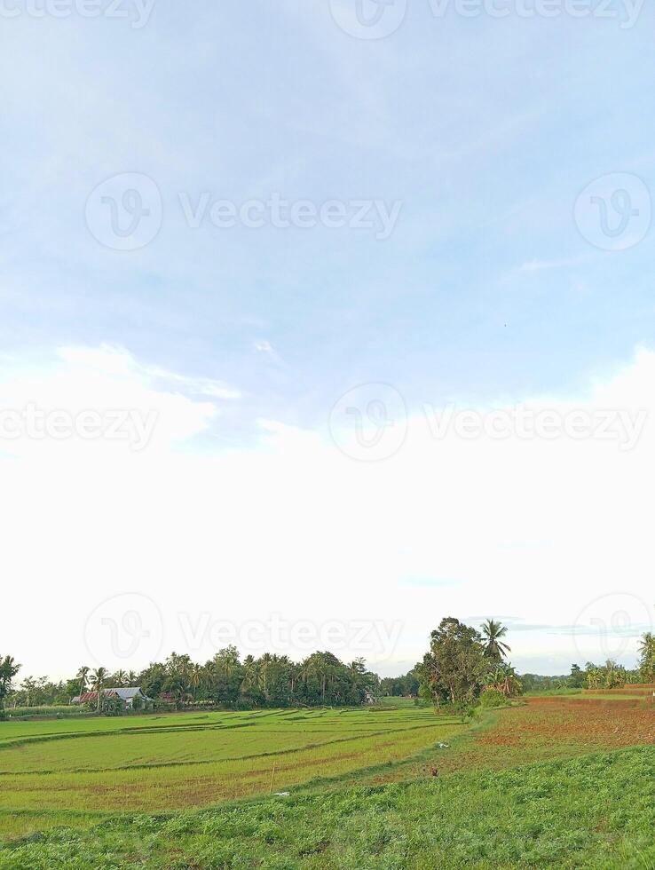 beautiful view of the rice fields with a blue sky and white clouds in the background photo