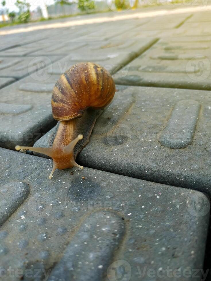 Closeup Snail in shell crawling on road. photo
