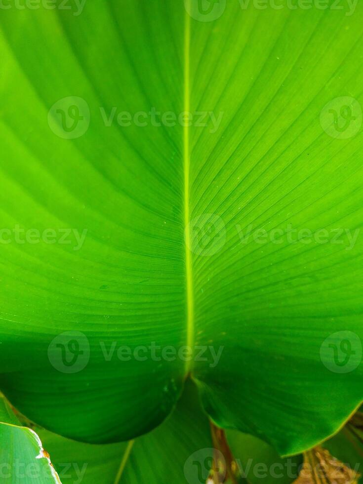 Calathea Lutea banana Plant or pisang calathea lutea ornamental plant perfect for background. photo