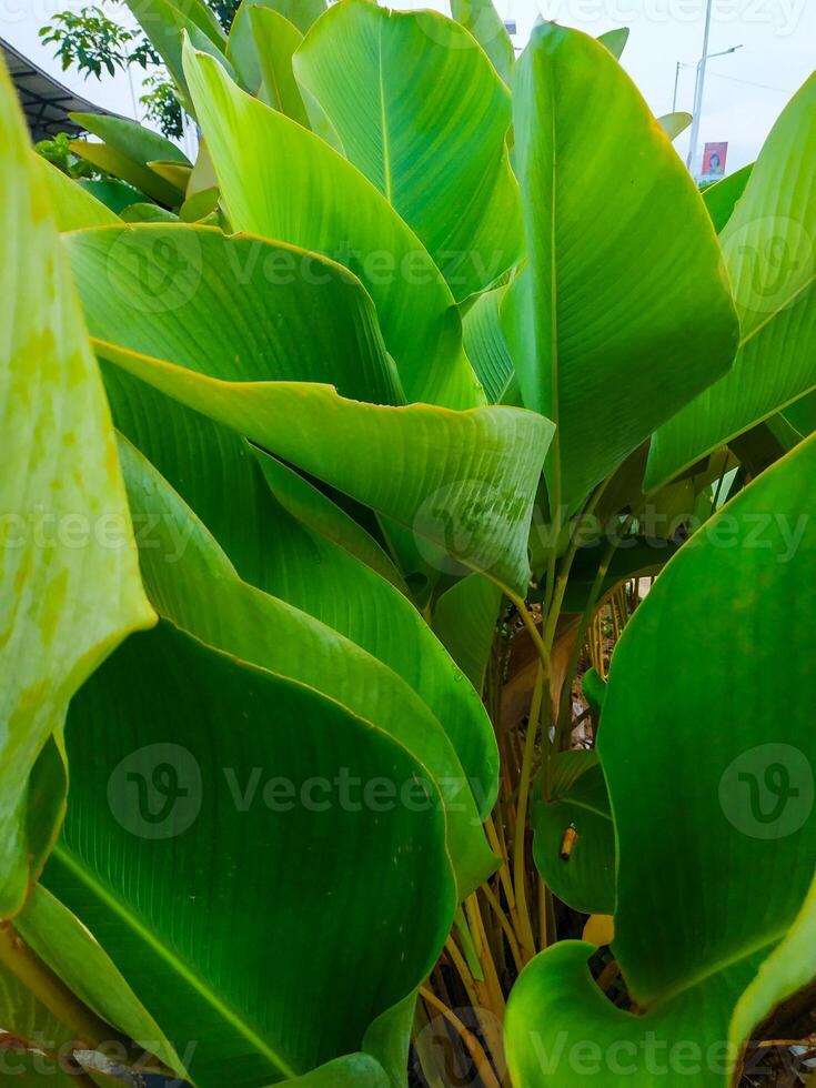 Calathea Lutea banana Plant or pisang calathea lutea ornamental plant perfect for background. photo