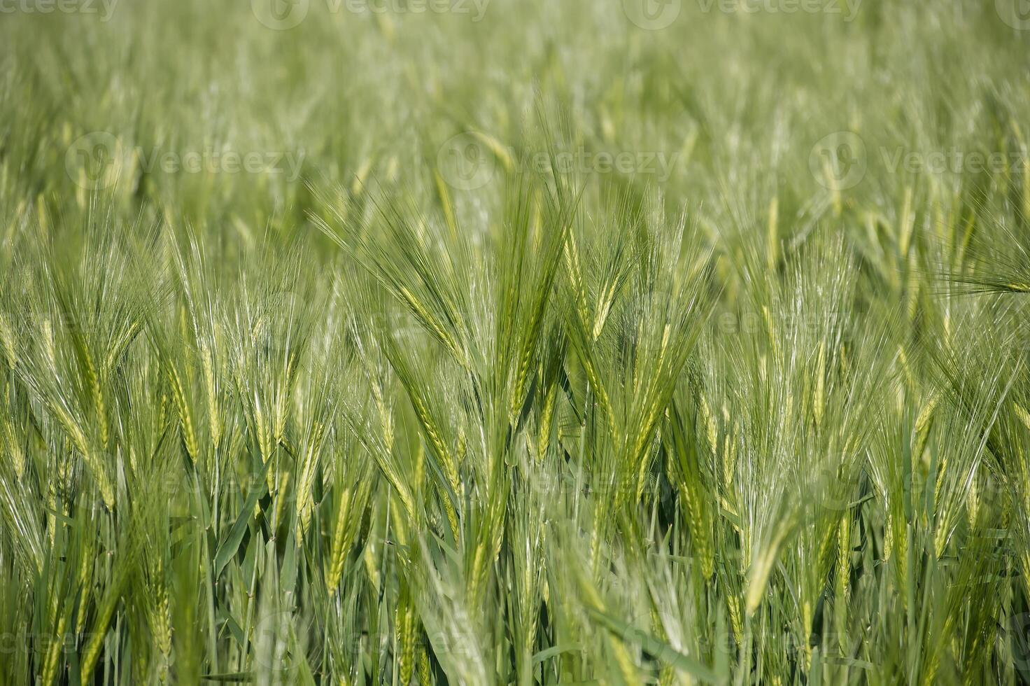 Green barley field in the middle of the growing season photo
