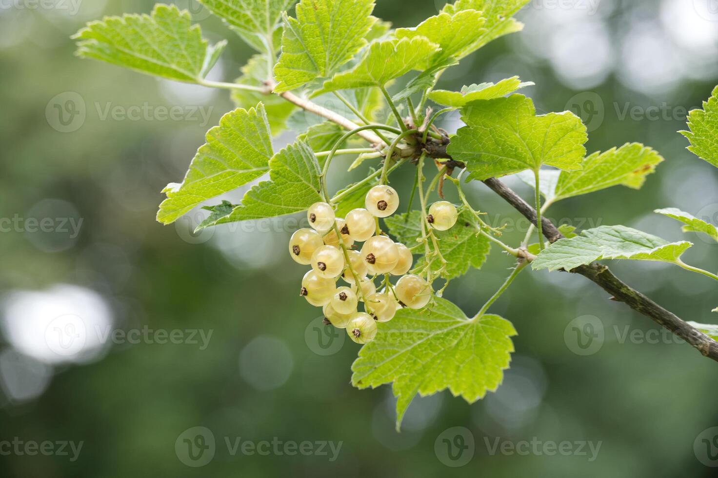 Bunch of white currants hanging from a tree branch photo