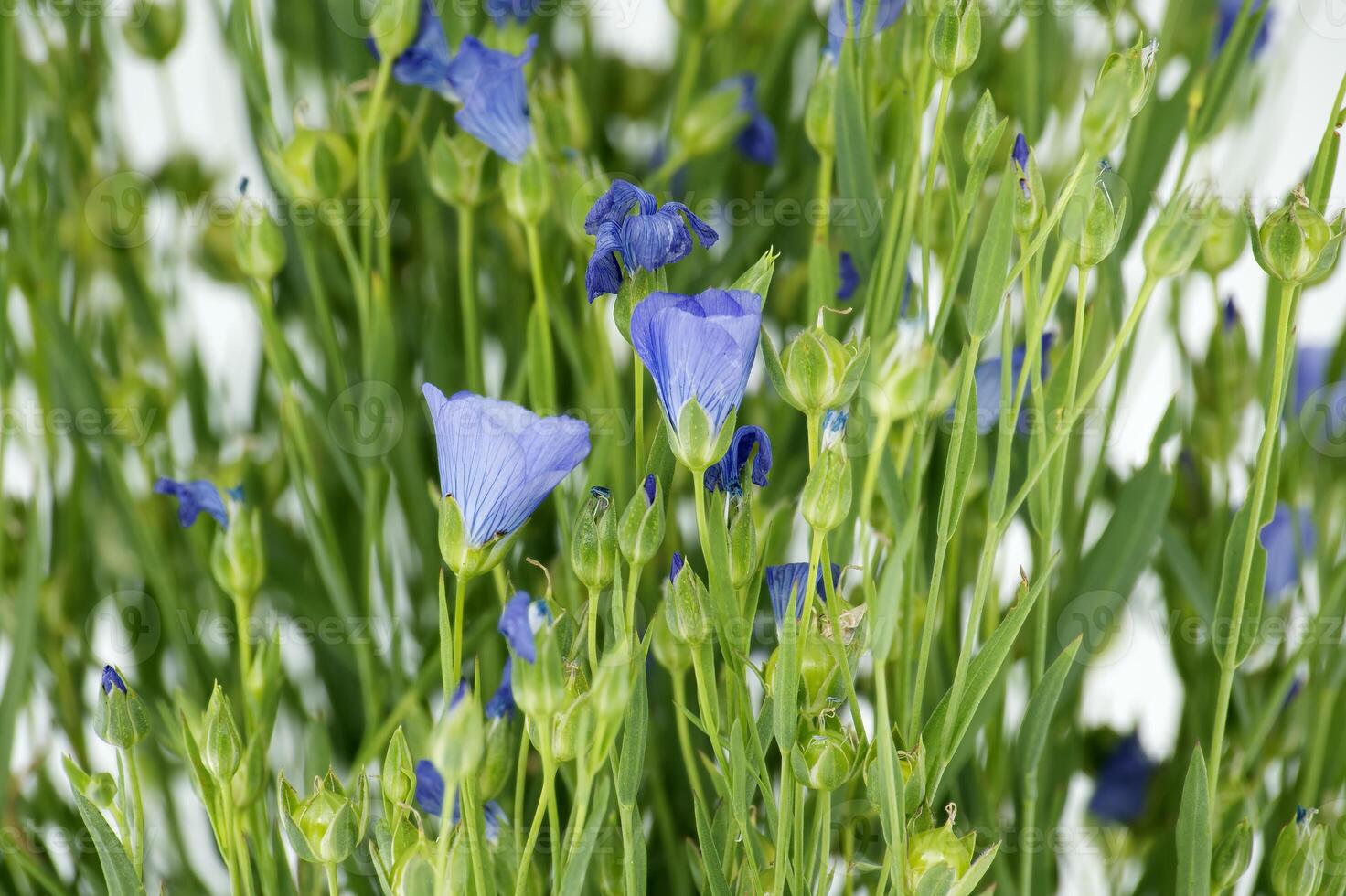 Blue flax blossom in close up over white background photo