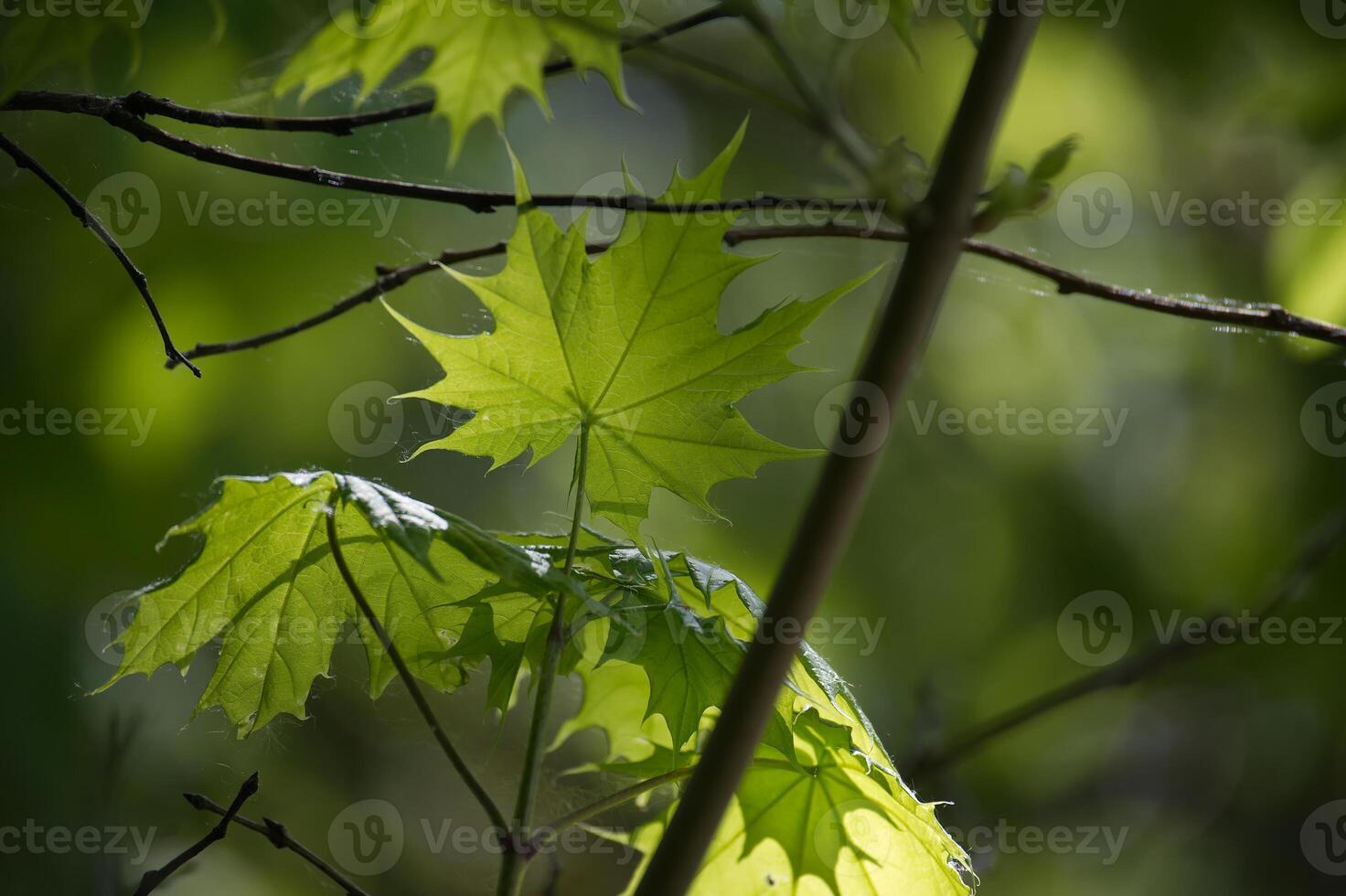 Maple leaves highlighted by the sunlight shining through it photo
