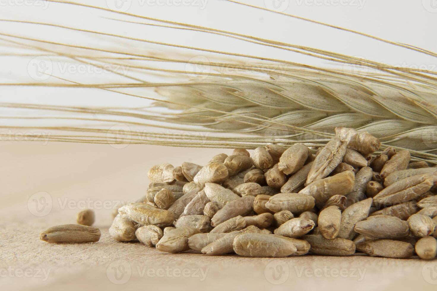 Closeup of rye grains and rye stalk on a light background photo